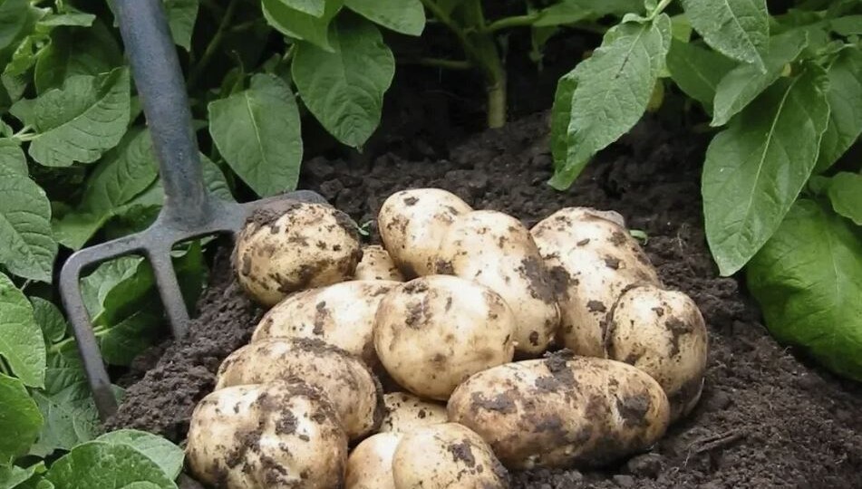 Как повысить урожайность картофеля в июле: 7 рабочих методов