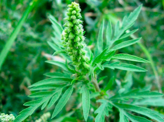    //фото: sait-pro-dachu.ru