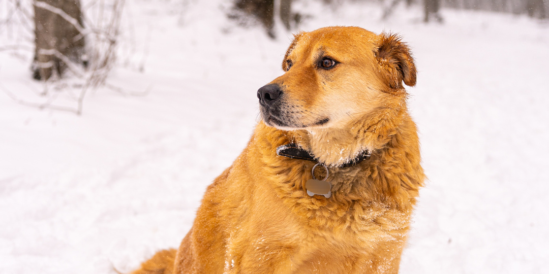 5 лет ждет Персик хозяев в приюте🥺