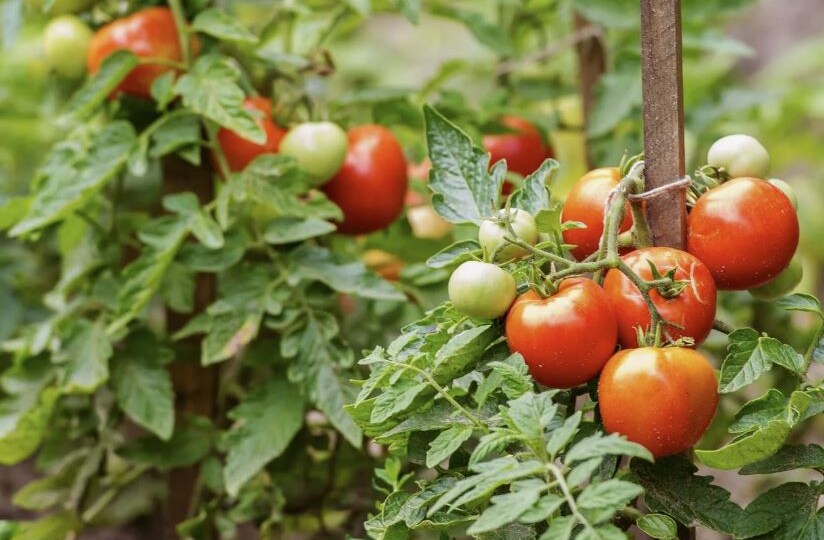 Чем подкормить томаты в июле для максимального плодоношения