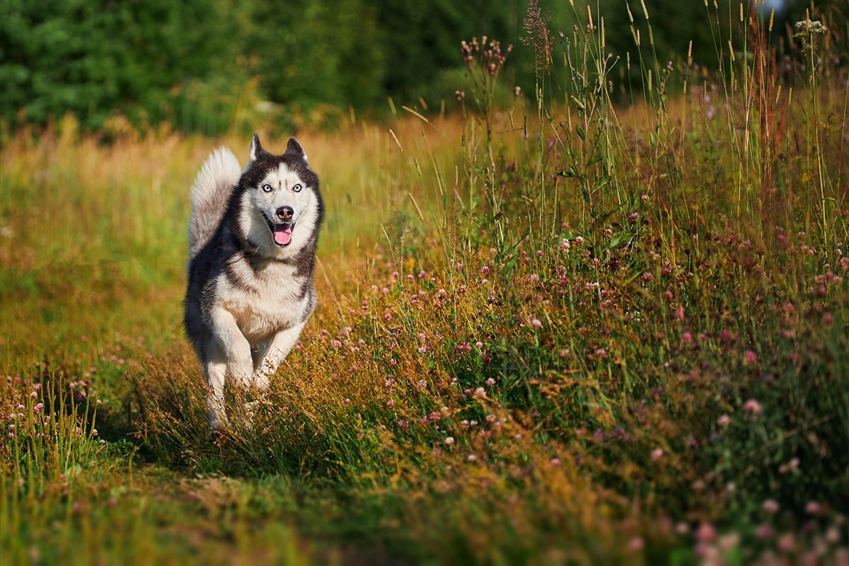 На фото собаки хаски часто в характерной позе — в движении. Источник: Shutterstock📷
