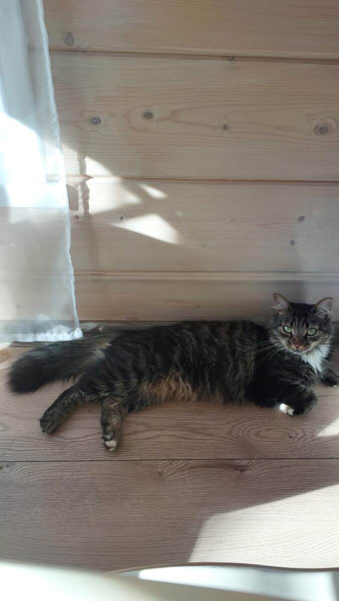 Белка. Фотография из личного архива. Листайте вправо.