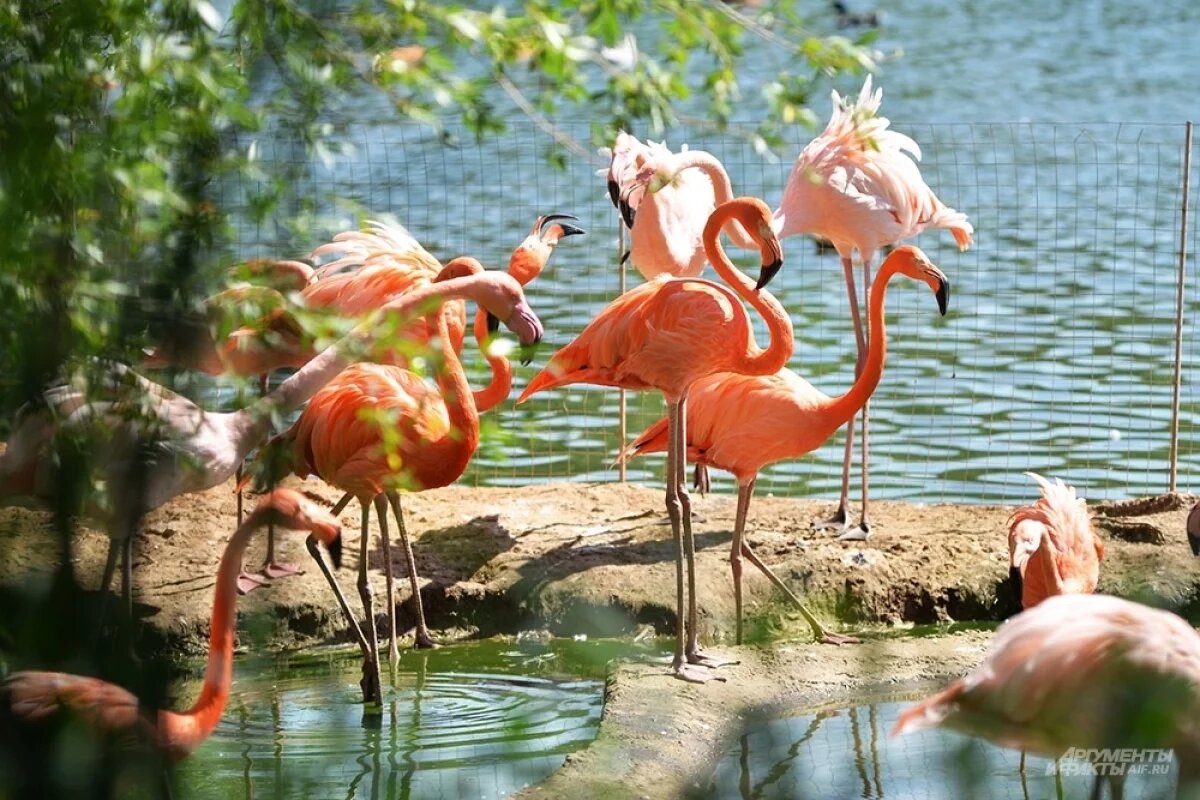    Одни с удовольствием принимают солнечные ванны, другие предпочитают отсиживаться в тени.