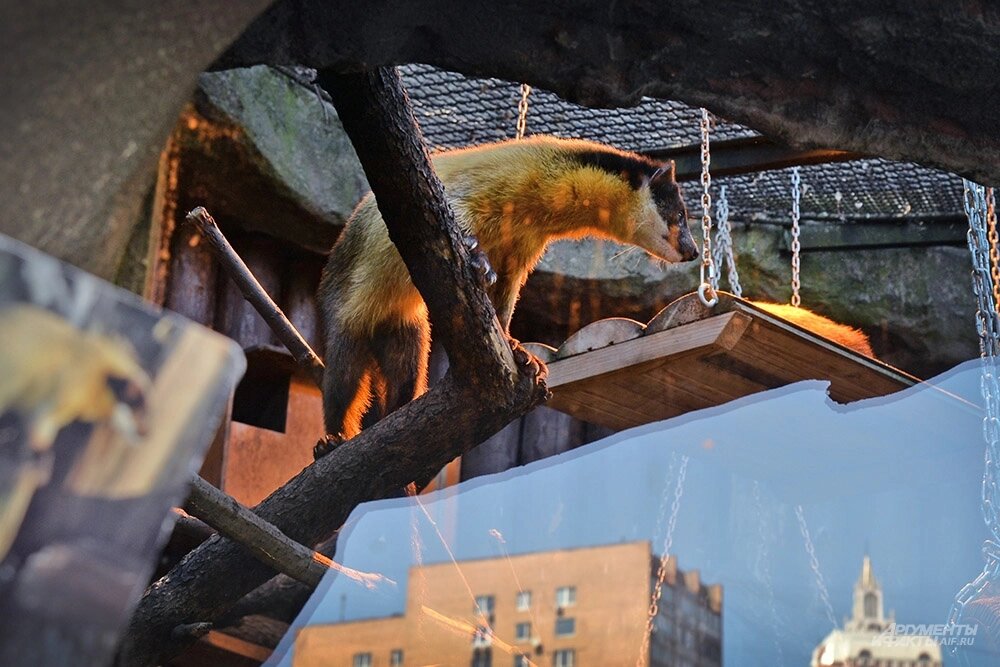    Фото: АиФ/ Эдуард Кудрявицкий