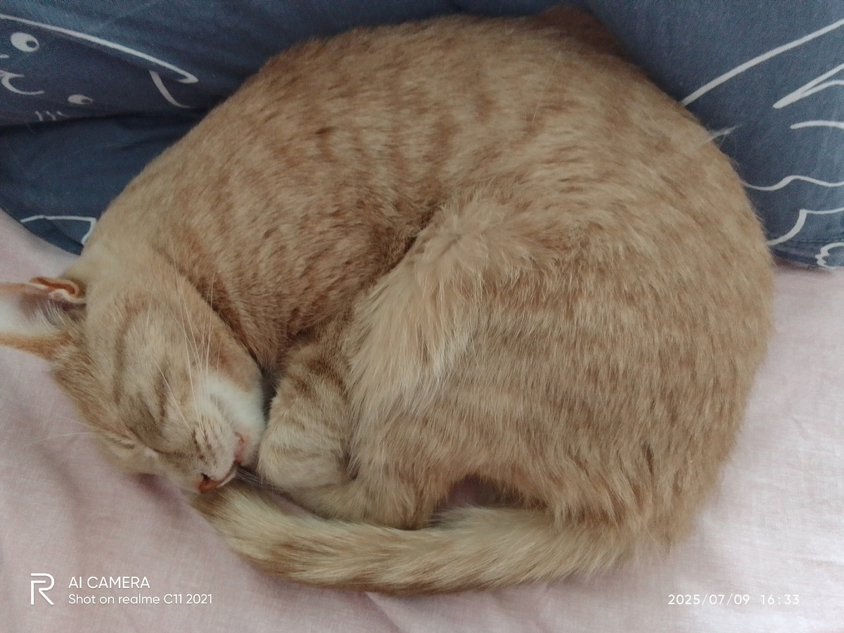 Кот-обормот Персик знает, что делает! Нечего там делать на этой вашей улице, сидите дома!😄