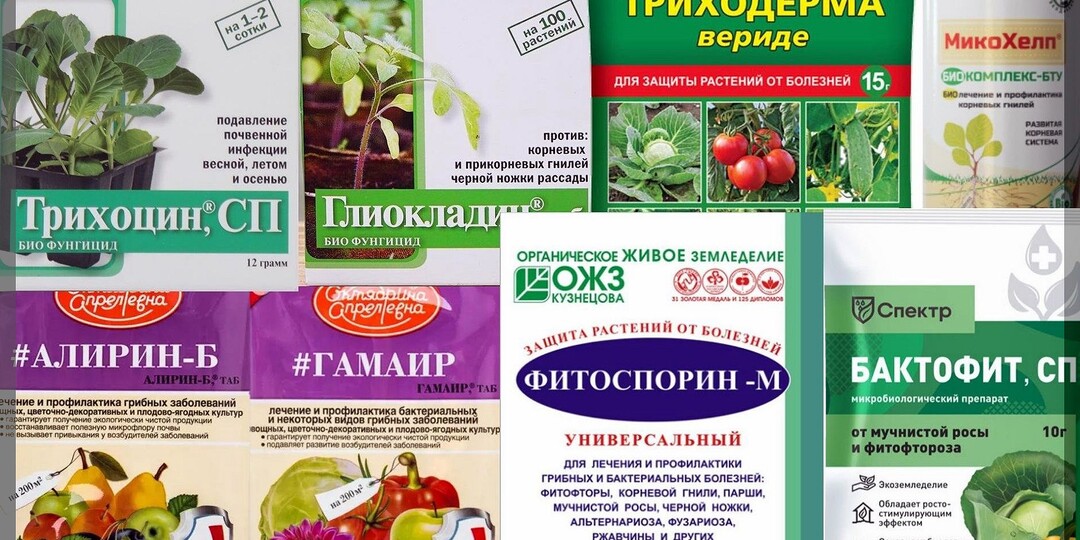 Самые популярные биопрепараты: о плюсах и минусах живых биопрепаратов для защиты сада от болезней и насекомых-вредителей