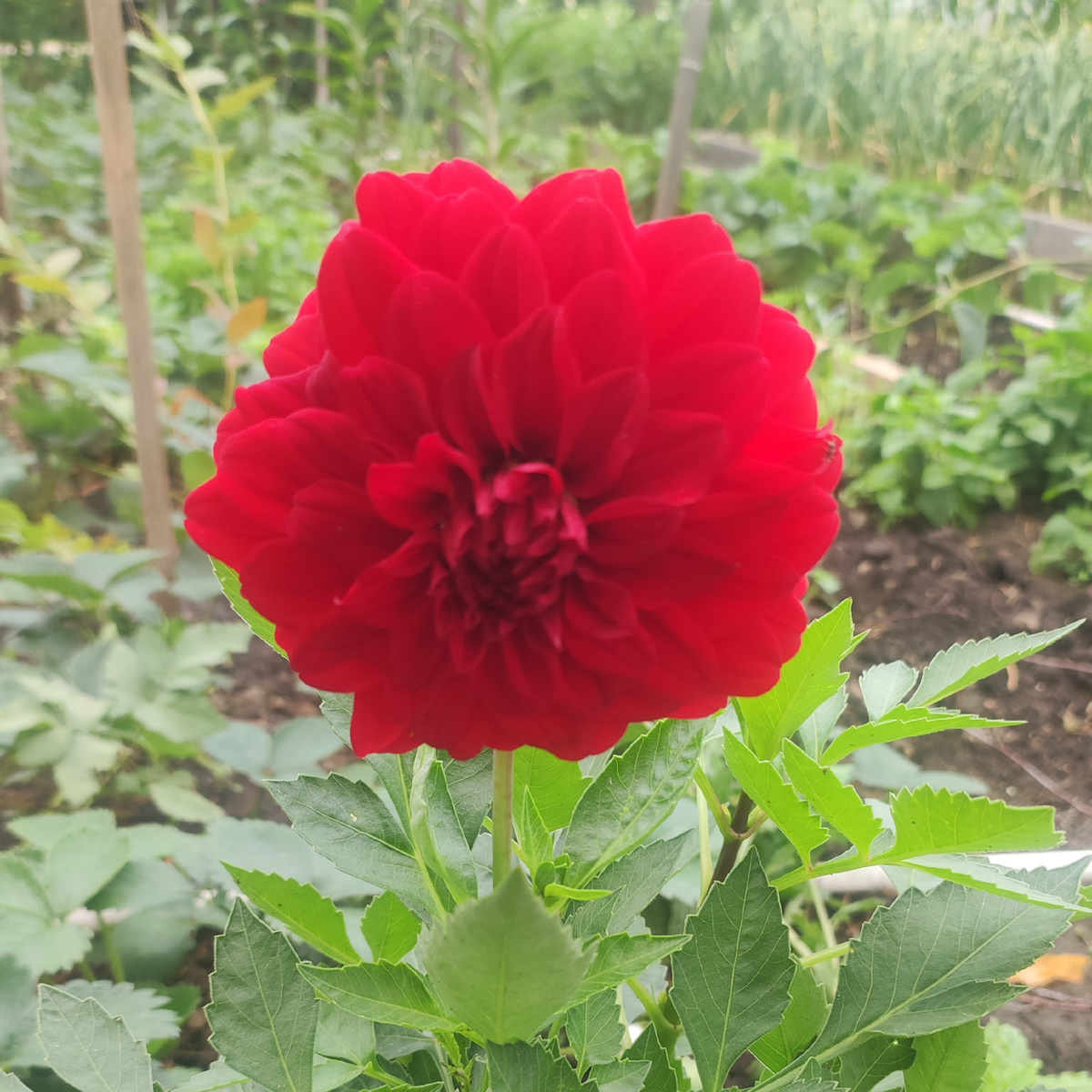 Красивый Алый цвет