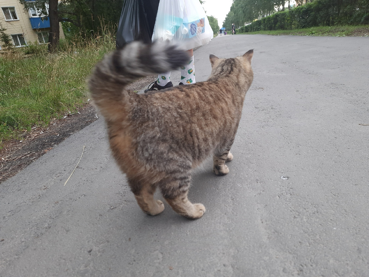 Очень короткие лапки, нечто среднее между обычными и манчкином 