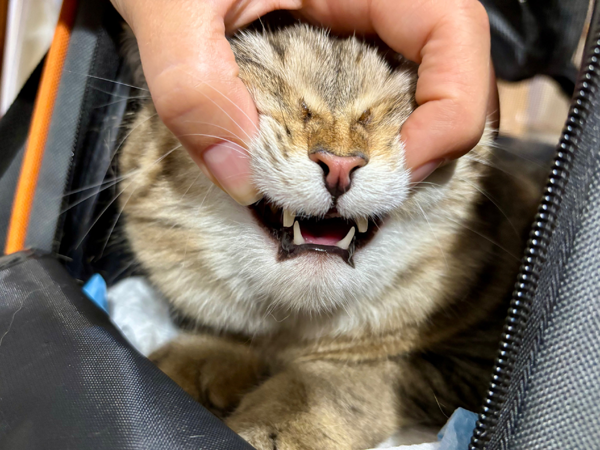 Не могу судить о давности травмы