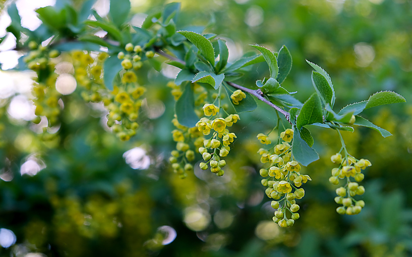    Погода в Ижевске на день: 11 июля пройдут грозы и до +31°С