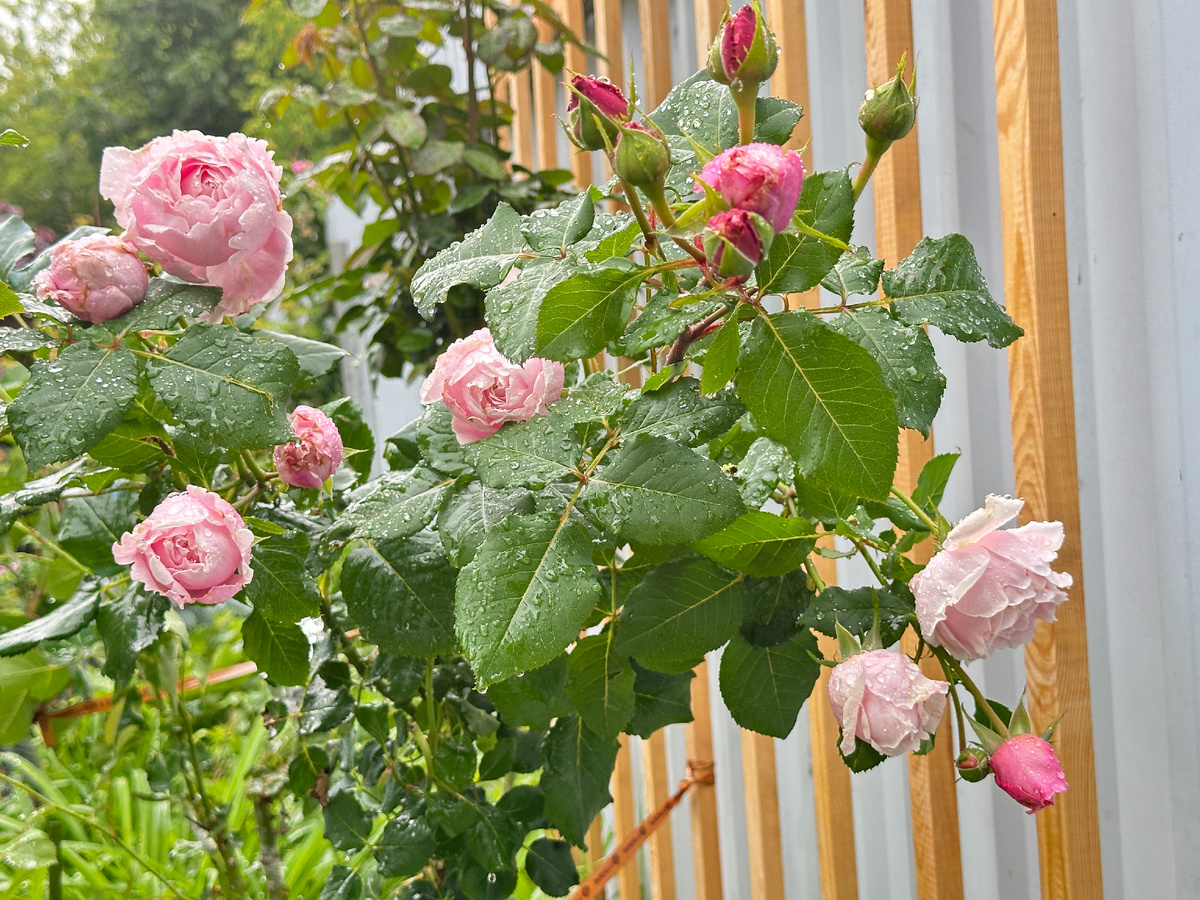 Это она в начале цветения - первая на кусте.