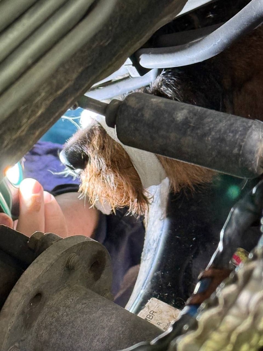 Ловушка под капотом: Пес Иви, погнавшись за кошкой, влетел под машину и намертво застрял в лабиринте трубок и агрегатов двигателя.