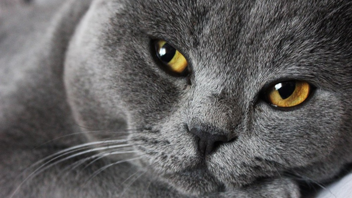 Фото с сайта: https://kartinki.pics/pics/44919-seraja-koshka-s-zheltymi-glazami.html