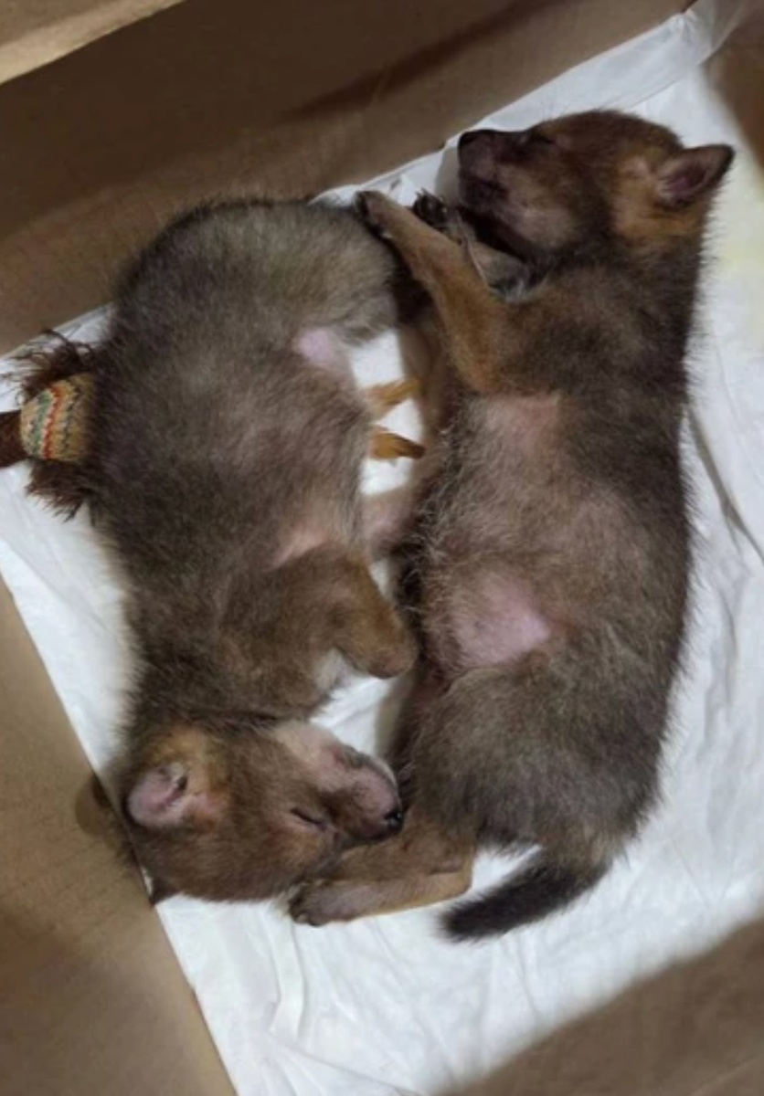 Спасение началось: Волонтеры забирают истощенных и напуганных шакалят после нелепого "обмена". Теперь их ждет шанс на жизнь.