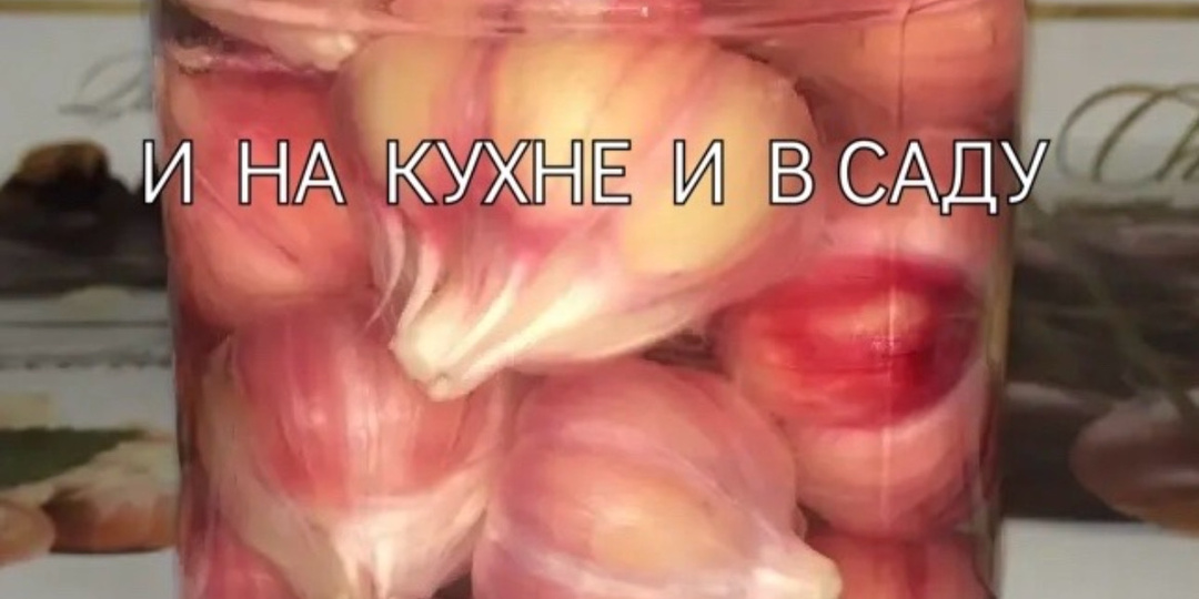 Чеснок молодой маринованный.