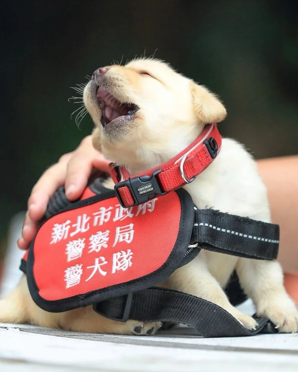 Новобранцы прибыли! Шесть будущих героев кинологической службы полиции Тайбэя готовы к службе... ну, или пока просто к фотосессии и ласке!