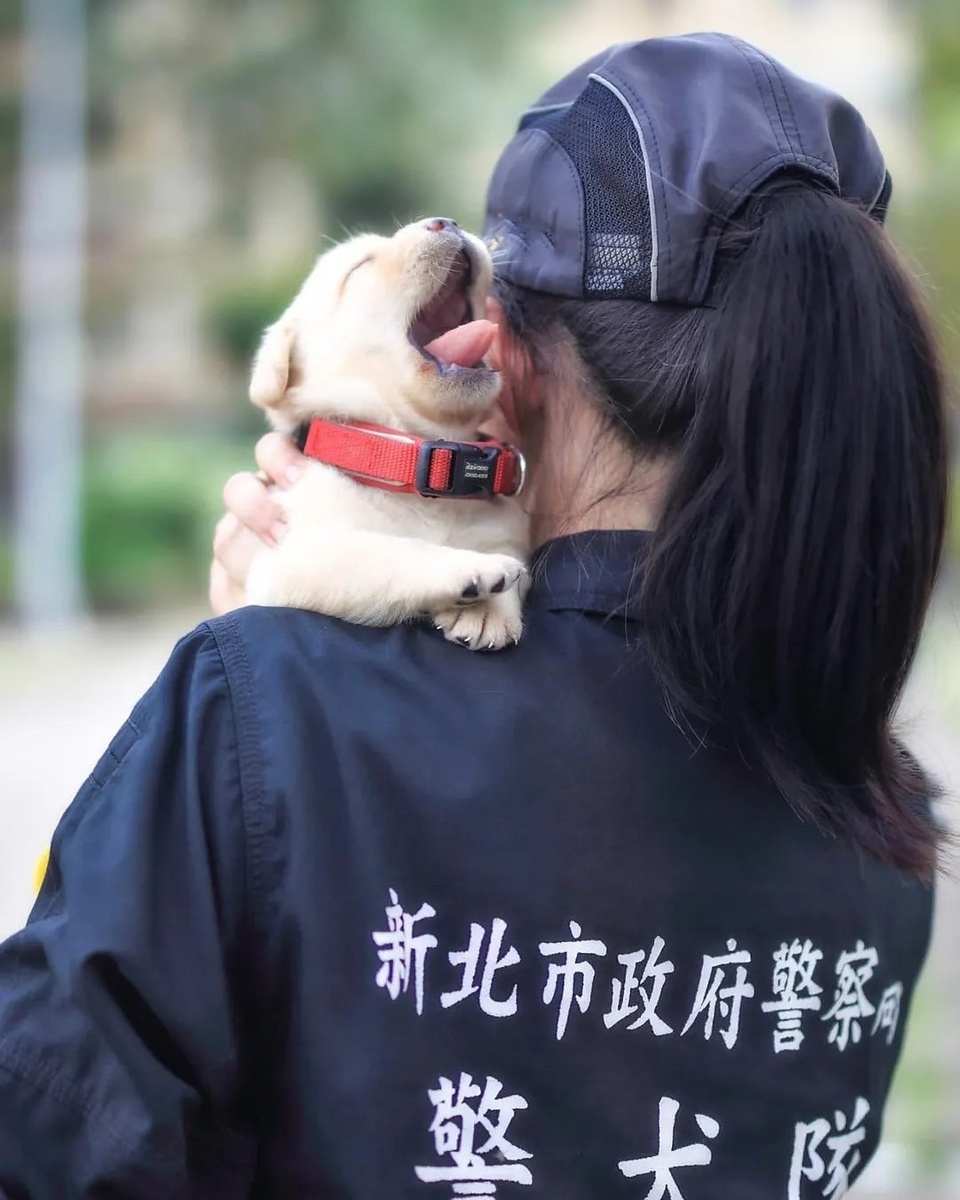 Этот щенок уже показал феноменальную способность чувствовать запах крови. Его ждет важная миссия в поисково-спасательной службе.