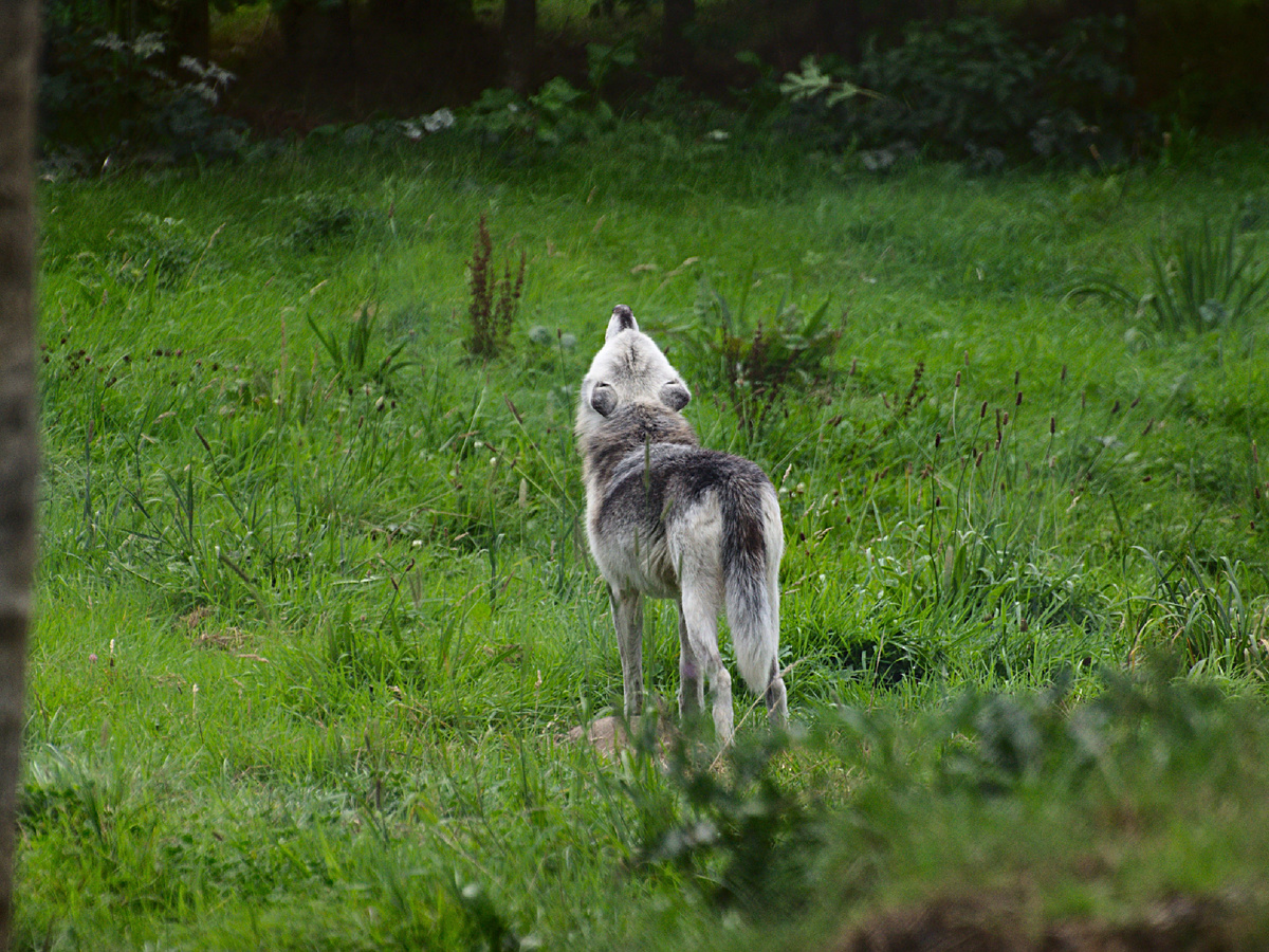 furlined, CC BY-NC-SA 2.0