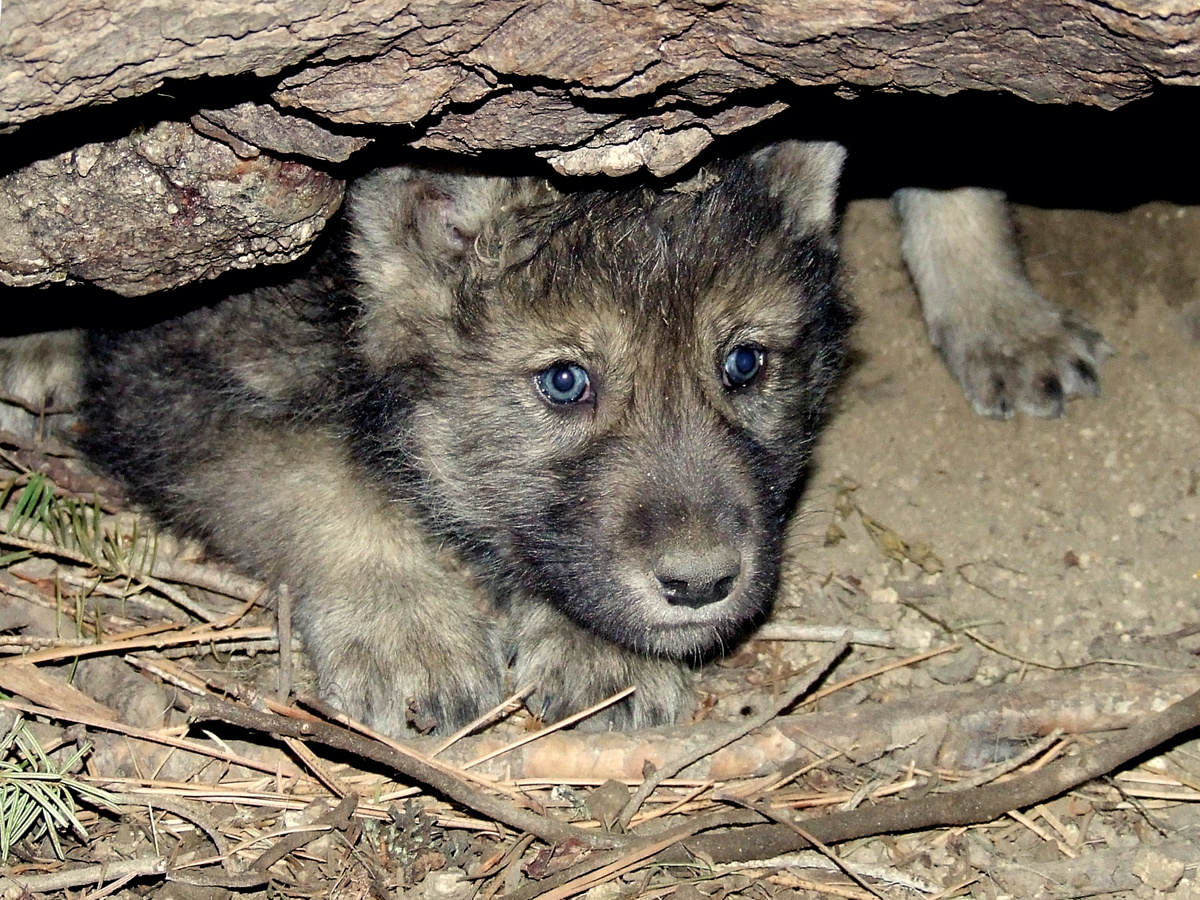 usfwshq, CC BY 2.0