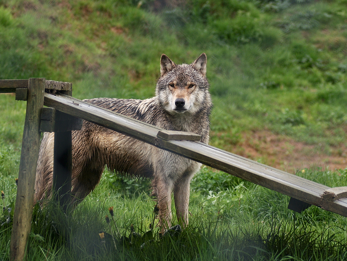 furlined, CC BY-SA 2.0