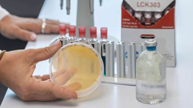    Bacillus megaterium может минерализовать углекислый газ в карбонат кальция. Фото: SUPSI 2025—Клаудия Коссу (Claudia Cossu).