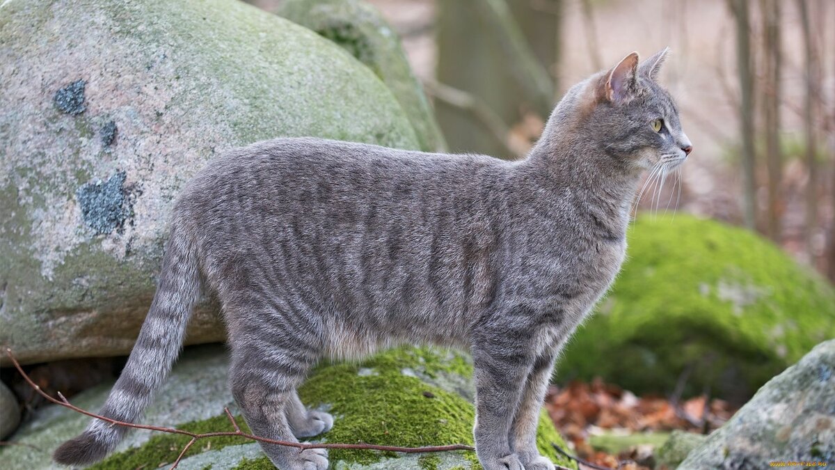 Фото с сайта: https://telegra.ph/Seryj-Kot-Foto-11-24