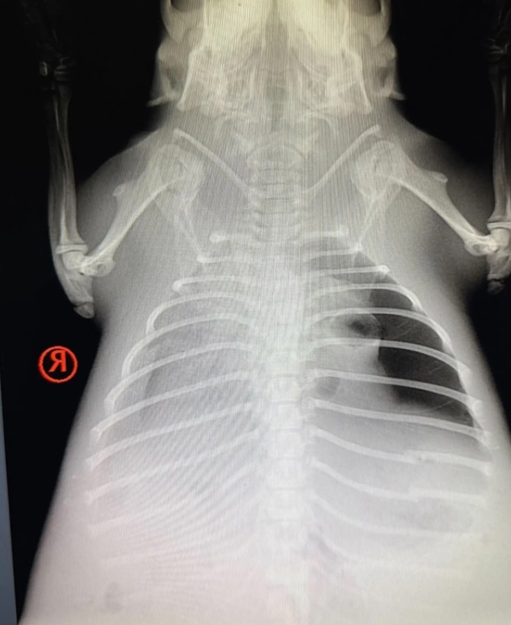 Борьба за жизнь: Ветеринары диагностировали пневмонию и внутренние травмы. Началось срочное лечение антибиотиками и поддерживающей терапией.
