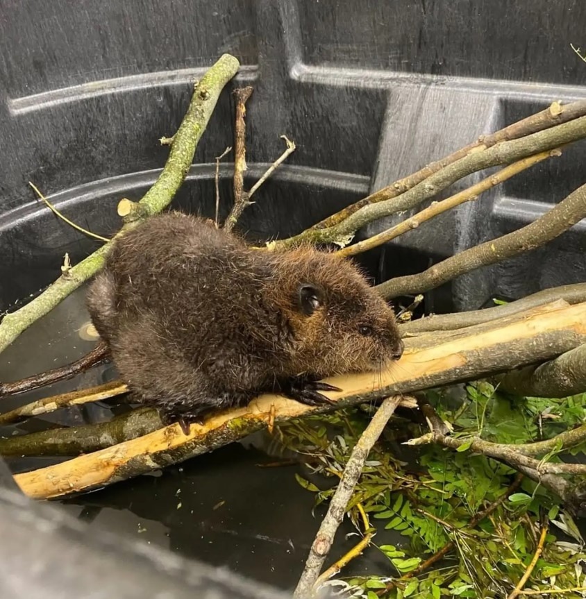 Беспомощность в поле: Именно так, одинокую и обессиленную, нашли малышку-бобренка в Виргинии, далеко от спасительных рек и запруд.