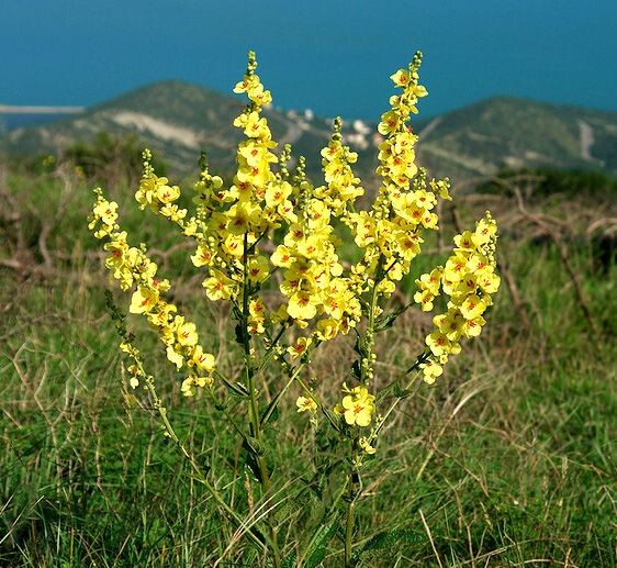 Фото из свободного источника