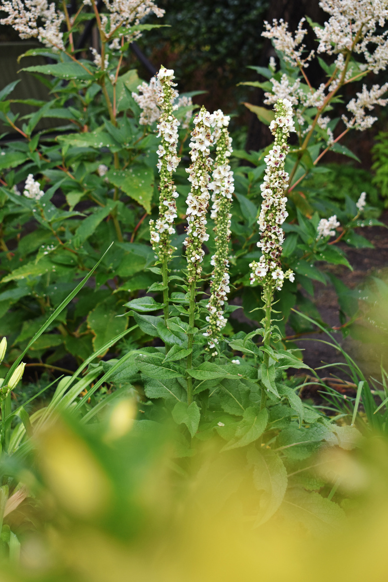 Коровяк черный форма белая