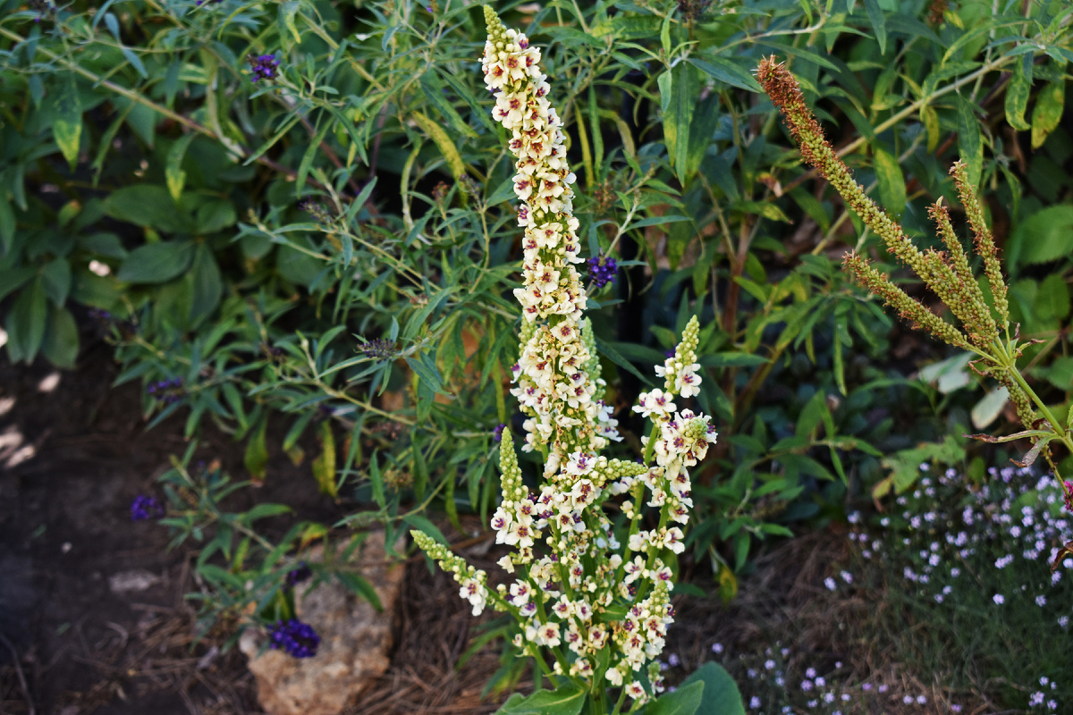 Цветы коровяка черного ф.белая имеют молочный цвет и фиолетовый шлазок