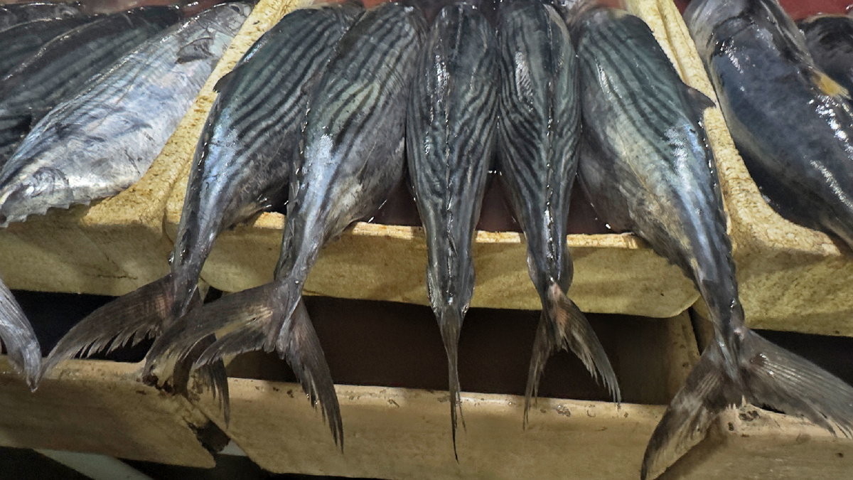 Эти полосатые тунцы, или скипджек (Skipjack Tuna). В азиатской кухне они очень популярны. Полоски на спине — штрих-код судьбы 😀. Вкус — насыщенный, жирненький, с характером.