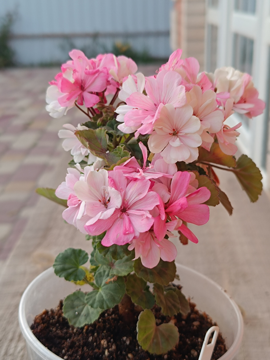 Пеларгония Ирида Фестиваль Красок 