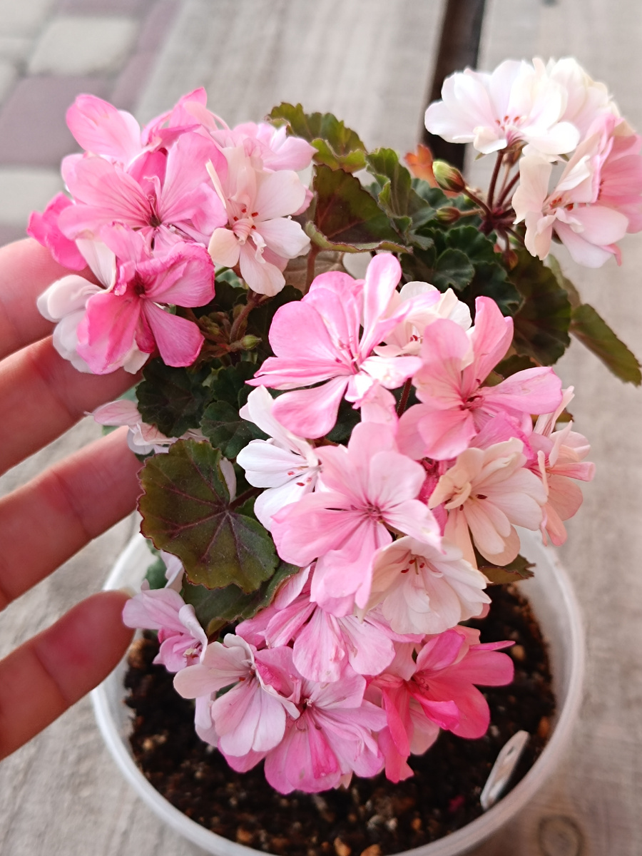 Ирида Фестиваль Красок. Миниатюрная красавица. 