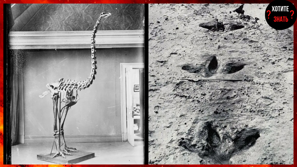 Воссозданный скелет и окаменевшие следы гигантской моа 