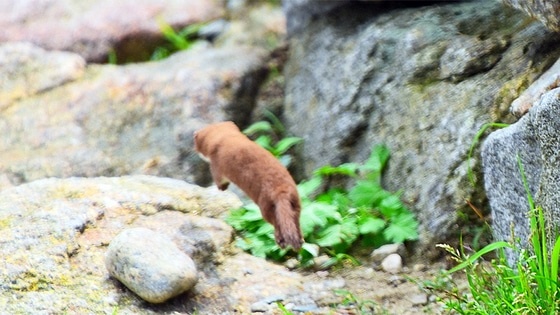    Корейская ласка убегает от фотографа в Национальном парке Чирисан, 1 июля 2017 года.