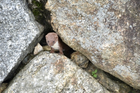    Корейская ласка прячется в камнях в Национальном парке Чирисан, 1 июля 2017 года.