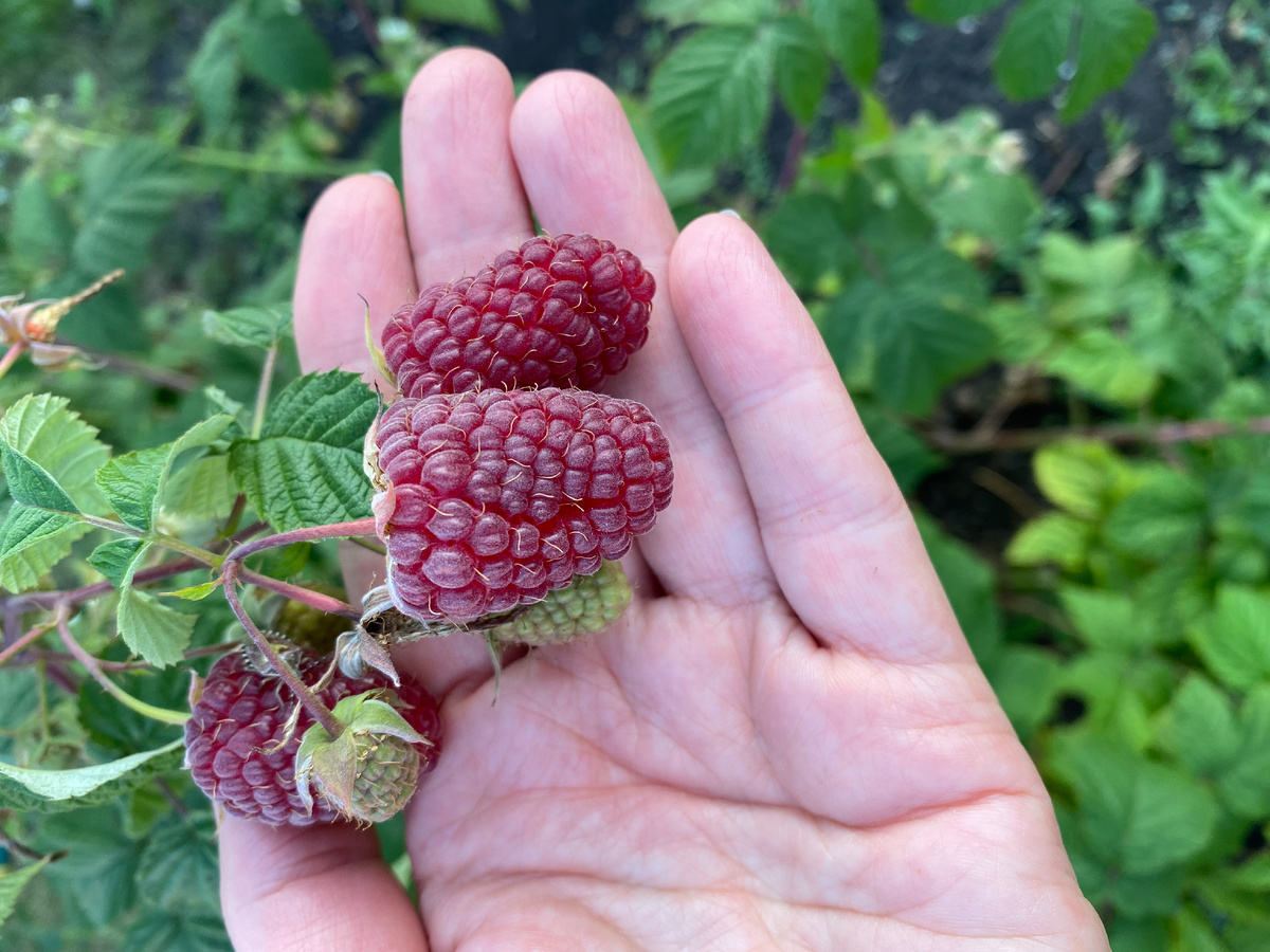 сорт Рубиновое ожерелье