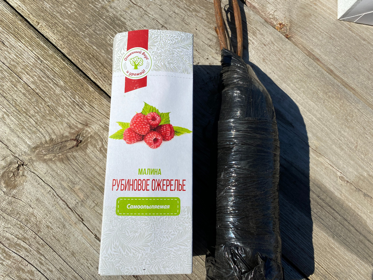 самый любимый сорт у меня на участке