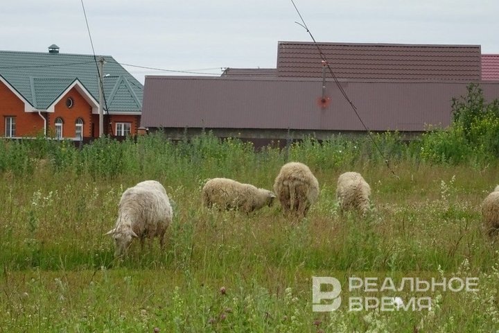   Ирина Плотникова / realnoevremya.ru