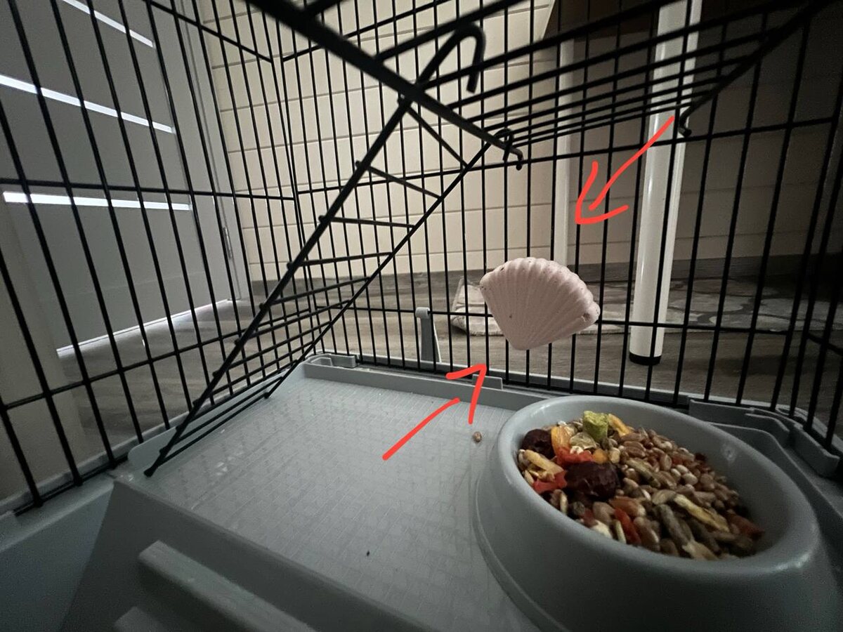 минеральный камень, который сейчас кстати в клетке Тиши