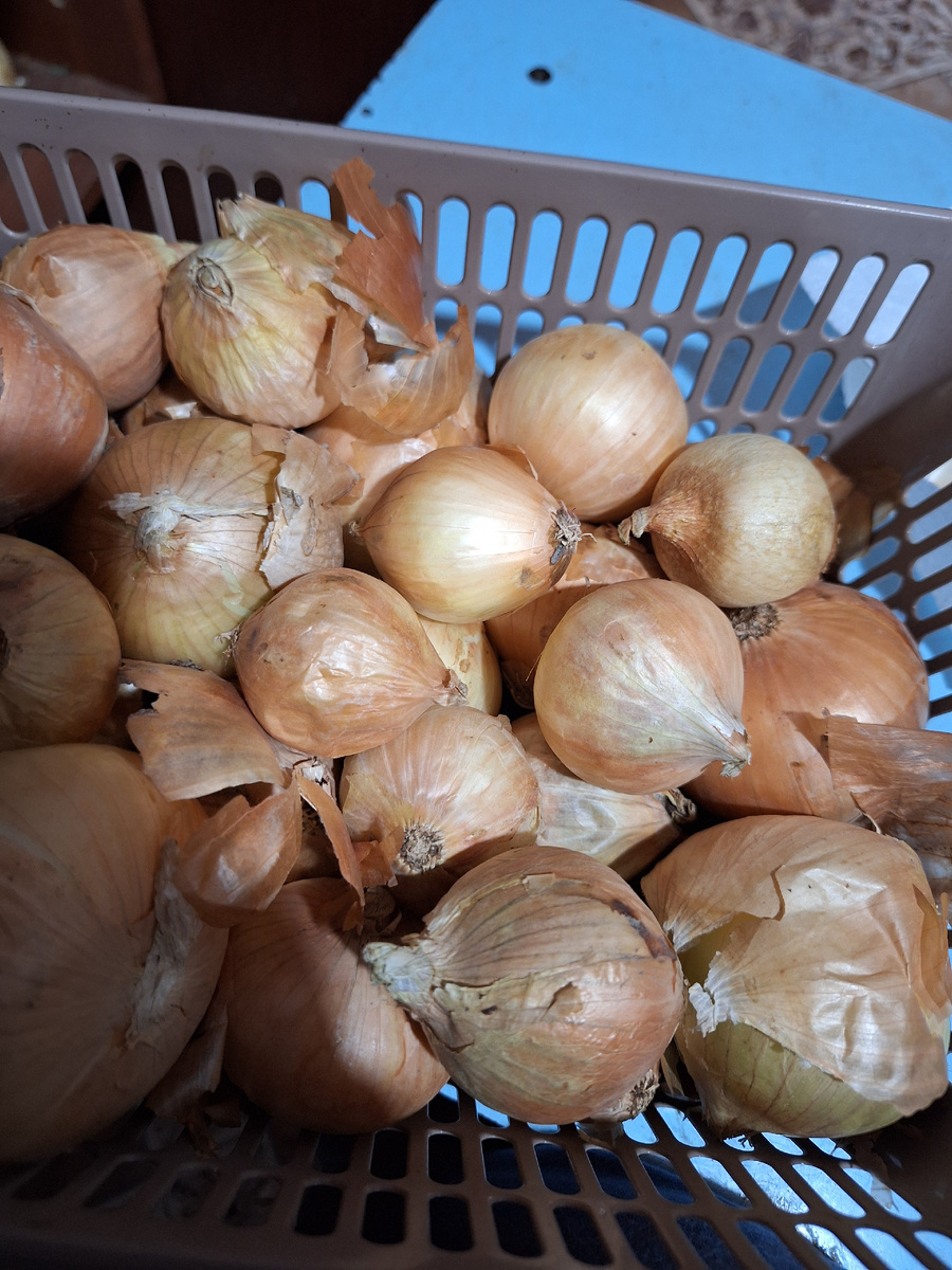 Лук из магазина