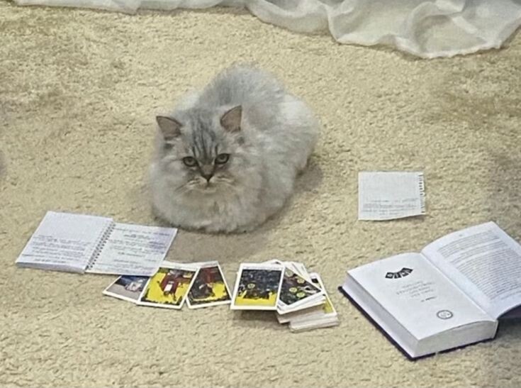 Именно такое лицо, когда вникаешь в новую колоду