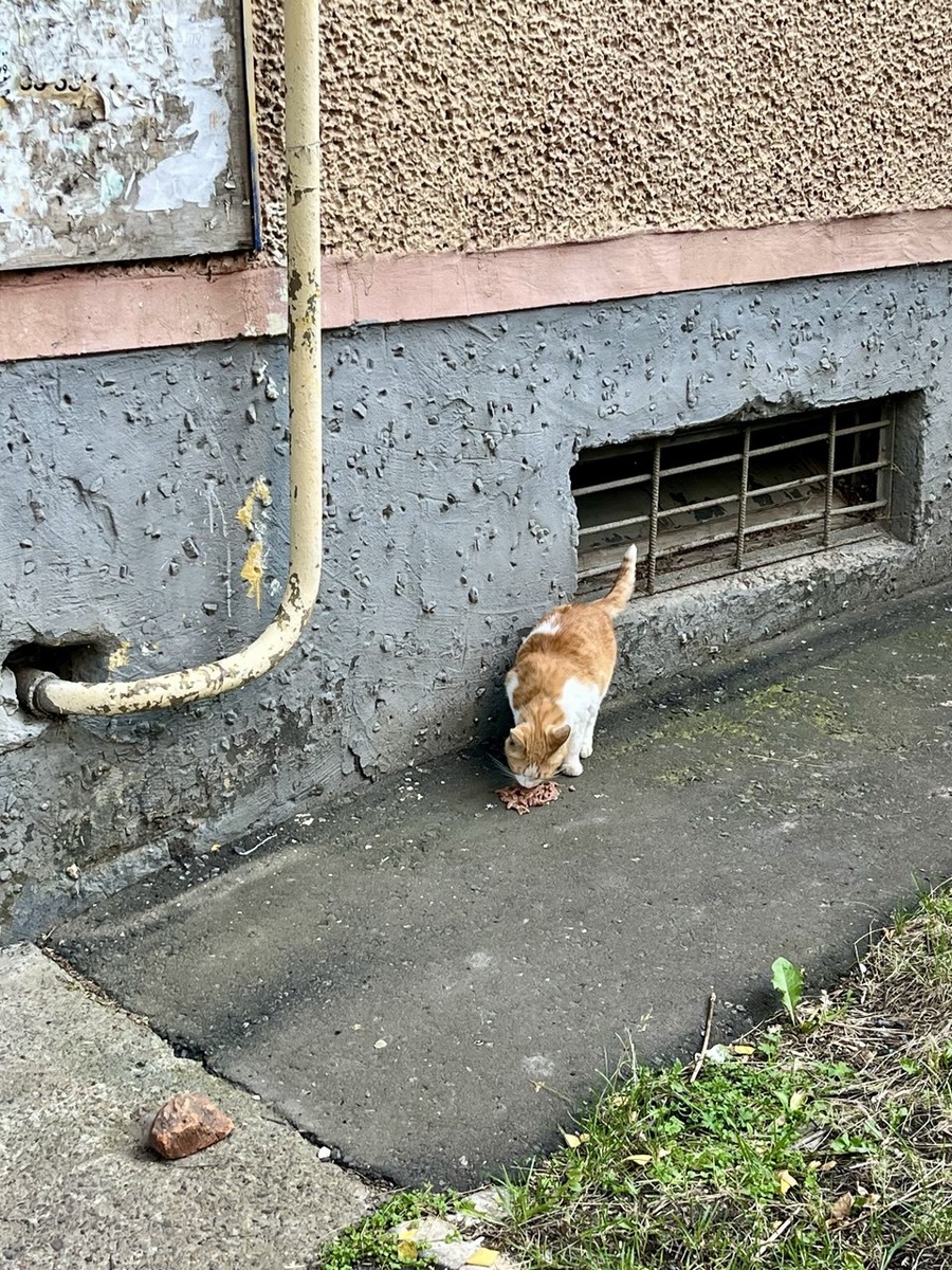 У подьезда появился вот такой гражданин. Стала брать ему еду. Ношу в рюкзаке пару пакетиков. 