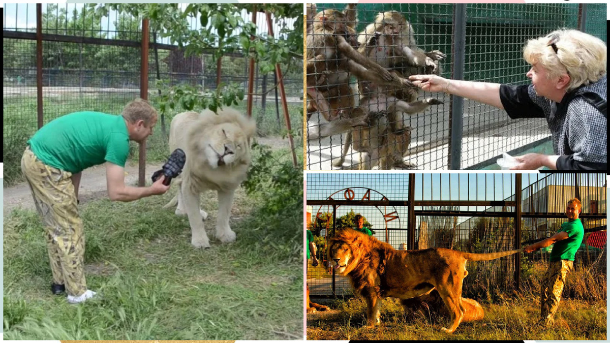 Экономия Олега Зубкова владельца парка Тайган на мерах безопасности, оборачивается трагедией для посетителей, работников и животных 