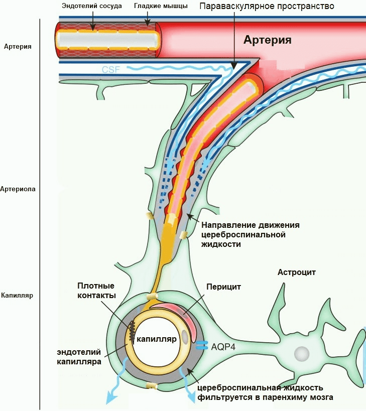 Во сне мозг буквально очищается — это открытие стало прорывом в нейробиологии