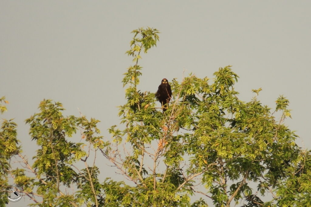     Самка луня болотного на дереве.06.07.25 Анна Власова