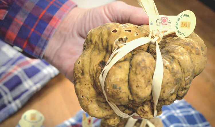 Фестиваль Трюфеля в Альбе (Италия)