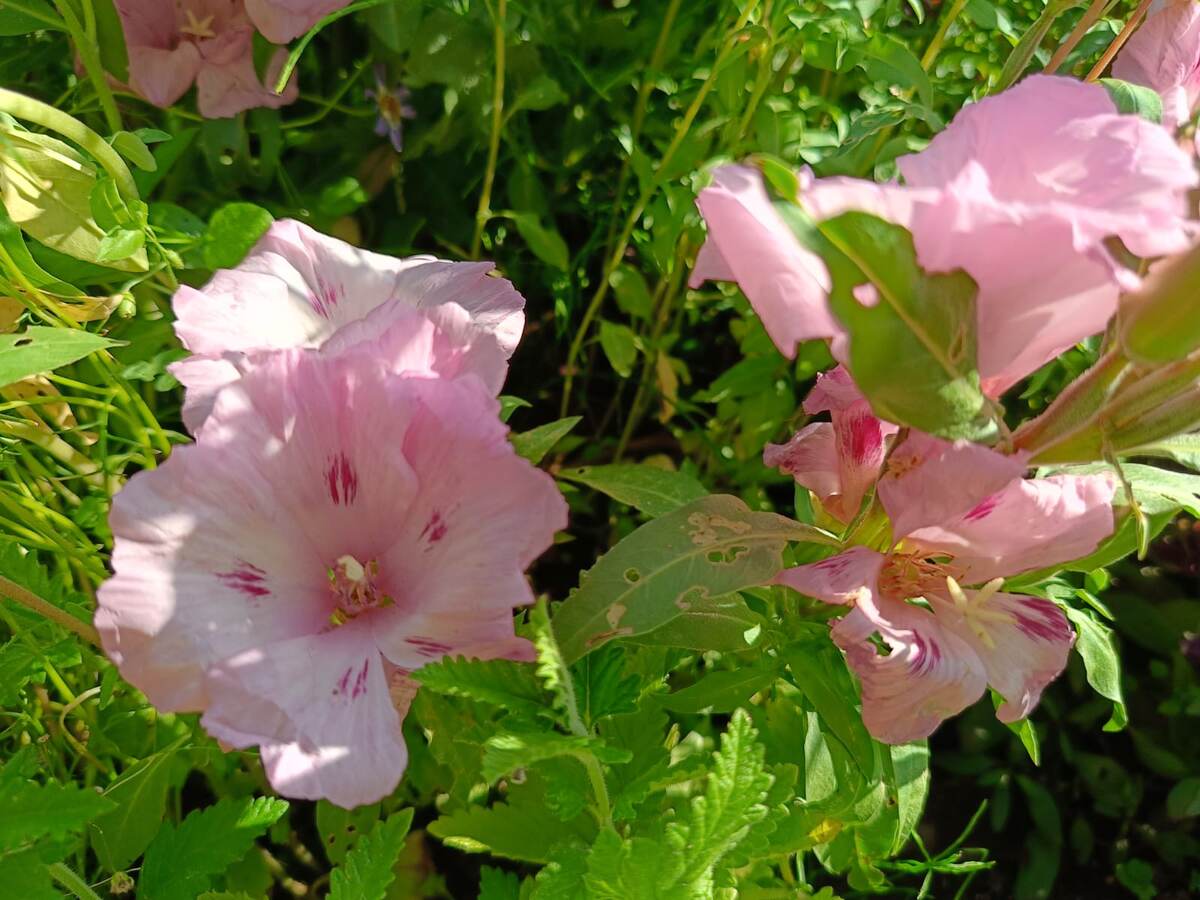 Годеция Порхающие бабочки в мом цветнике. Фото автора