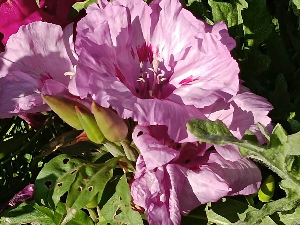 Красота в каждом цветке годеции. Фото автора